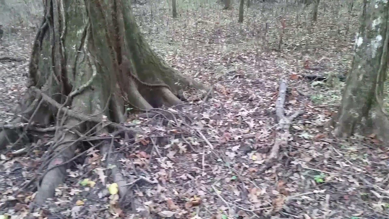 Rattlesnake vs 22 magnum rat shot YouTube