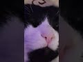 This is aggressive love 🥰 #cat #adoreble #cutecatvasya #funny #funnycat
