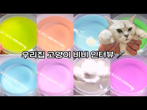 우리집 고양이 비비 인터뷰 🎤 / 시리즈 / 인터뷰 / 고양이