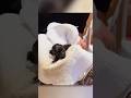 Abandoned Puppy Gets New Life