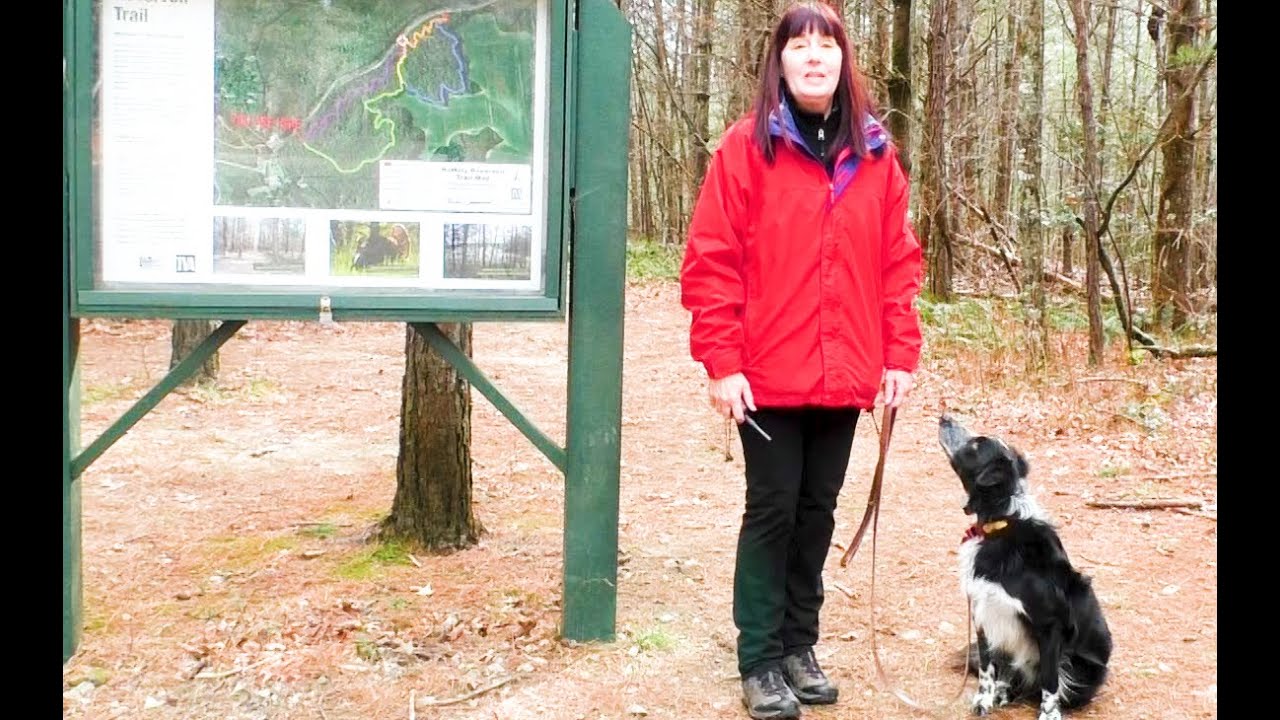 Dog Training, Keene, Border Collie, Day 11 Recall and Hiking