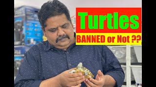 Red Eared Slider Turtles Banned | Turtles in Aquariums | How to keep a Turtle | Mayur Dev Tips