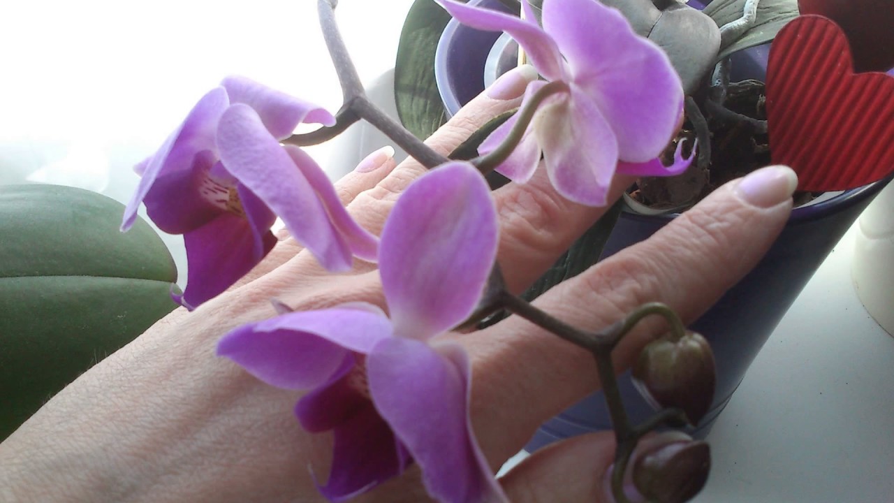 Meine Orchidee Phalaenopsis