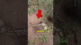 Famous This Man Found a Python Nest Behind His House ๐ฎ #shorts (@snakeholic) Profile