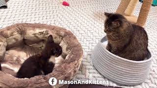 Aura, Kitten Meuse To The Stars Tinykittens