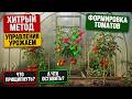 Формировка томатов в 1, 2, 3 стебля! Наглядно и обоснованно