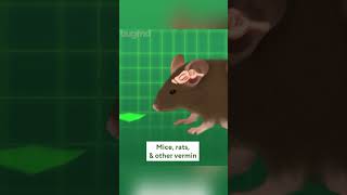 How To: Get Rid of Mice #3