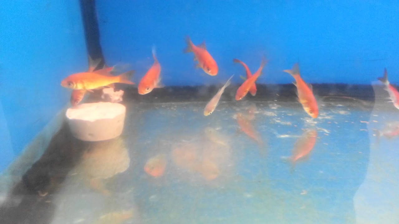 Walmart fish cruelty in Pouding Mill, VA 2.15.13