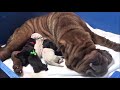 Shar Pei parto en vivo . Nacimiento cachorros azules. www.sharpei.es . Childbirth dogs puppys