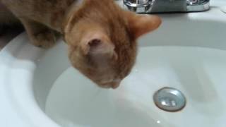 Cheetoh With Water Part 1