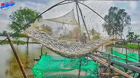 Cách bắt cá độc lạ ở miền tây - người dân bắt hàng trăm kí cá