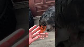 Easy Steps To Overcome Resource Guarding In Your Dog