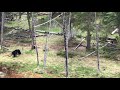 Black Bear and Three Cubs Climbing and Soaking in Yellowstone