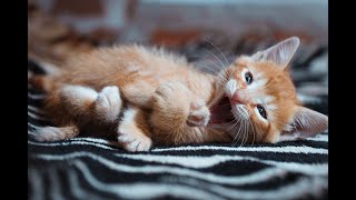 Cute Animals Funny Cats video 2024