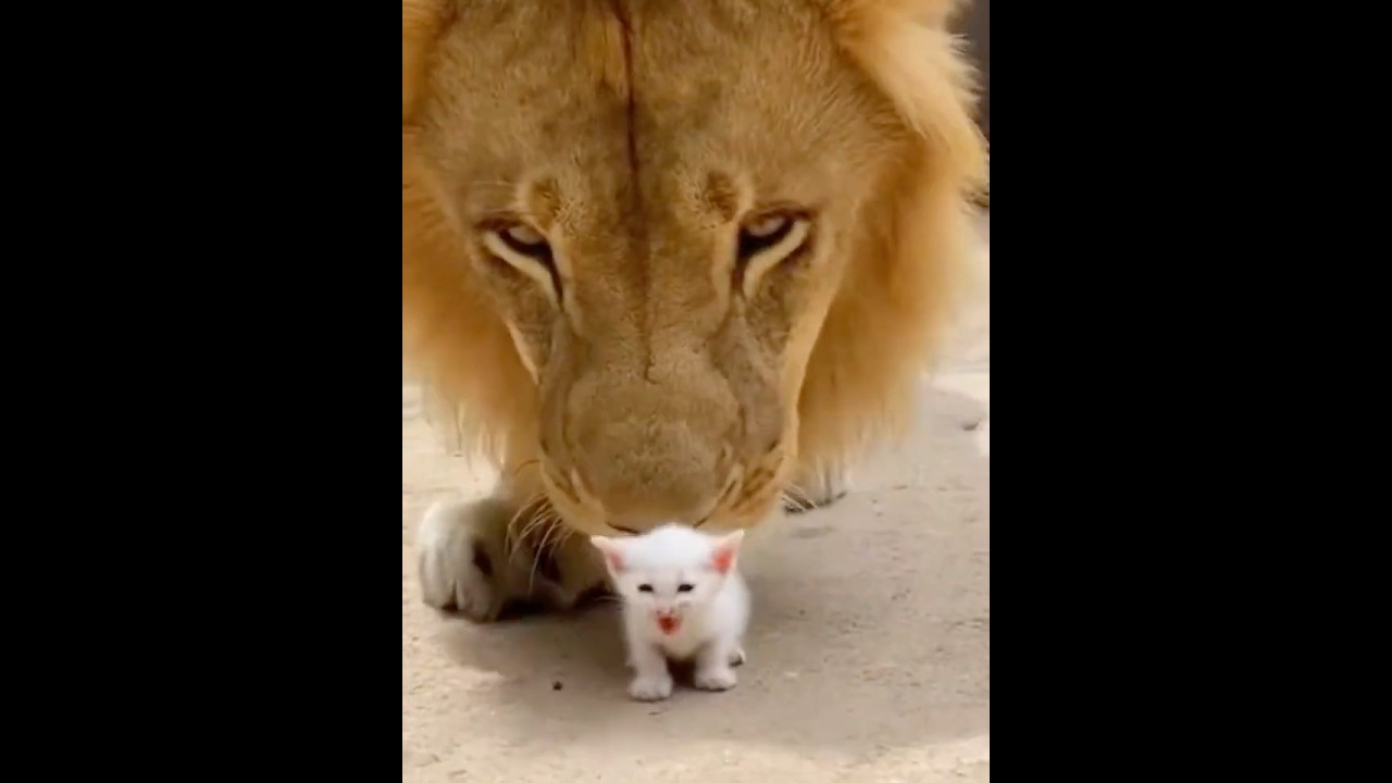 😳🦁🐱A lion.A kitten.And a moment no one can explain. CLose to the flame (slowed) 