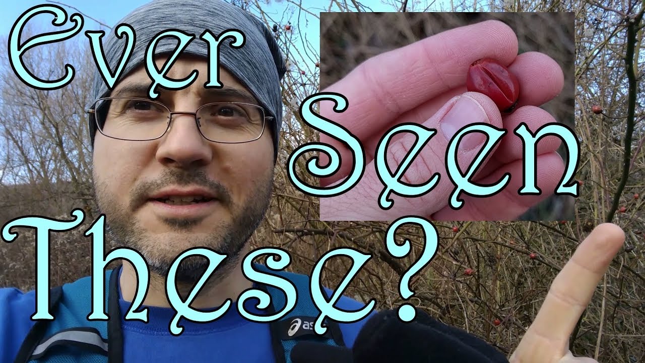 Running For Rose Hips - Finding Free Food In Winter