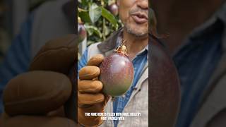 Passion fruit farming #natural #farming #passionfruit #gardening #viral #shorts