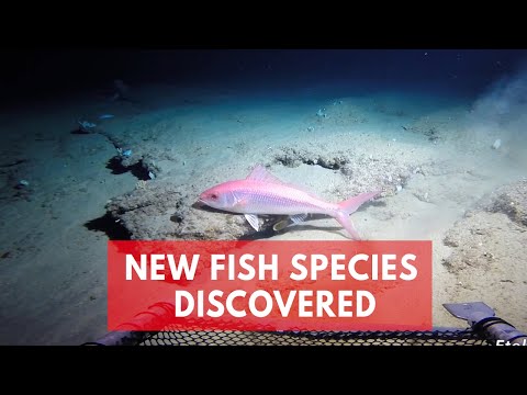 Scientists discover a hidden ocean 'Twilight Zone' filled with unknown fish