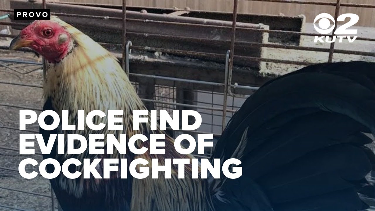 17 people arrested after Provo police find evidence of organized cockfighting event