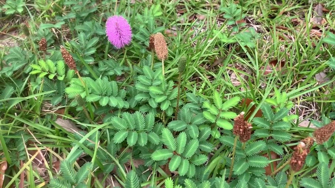 Powderpuff Mimosa in the Landscape