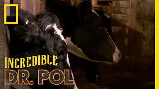 Doc Emily, the Newbie | The Incredible Dr. Pol