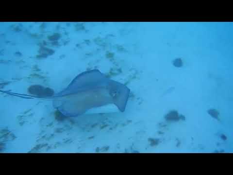 Tobago Cays Sunset - rays and sharks OH MY