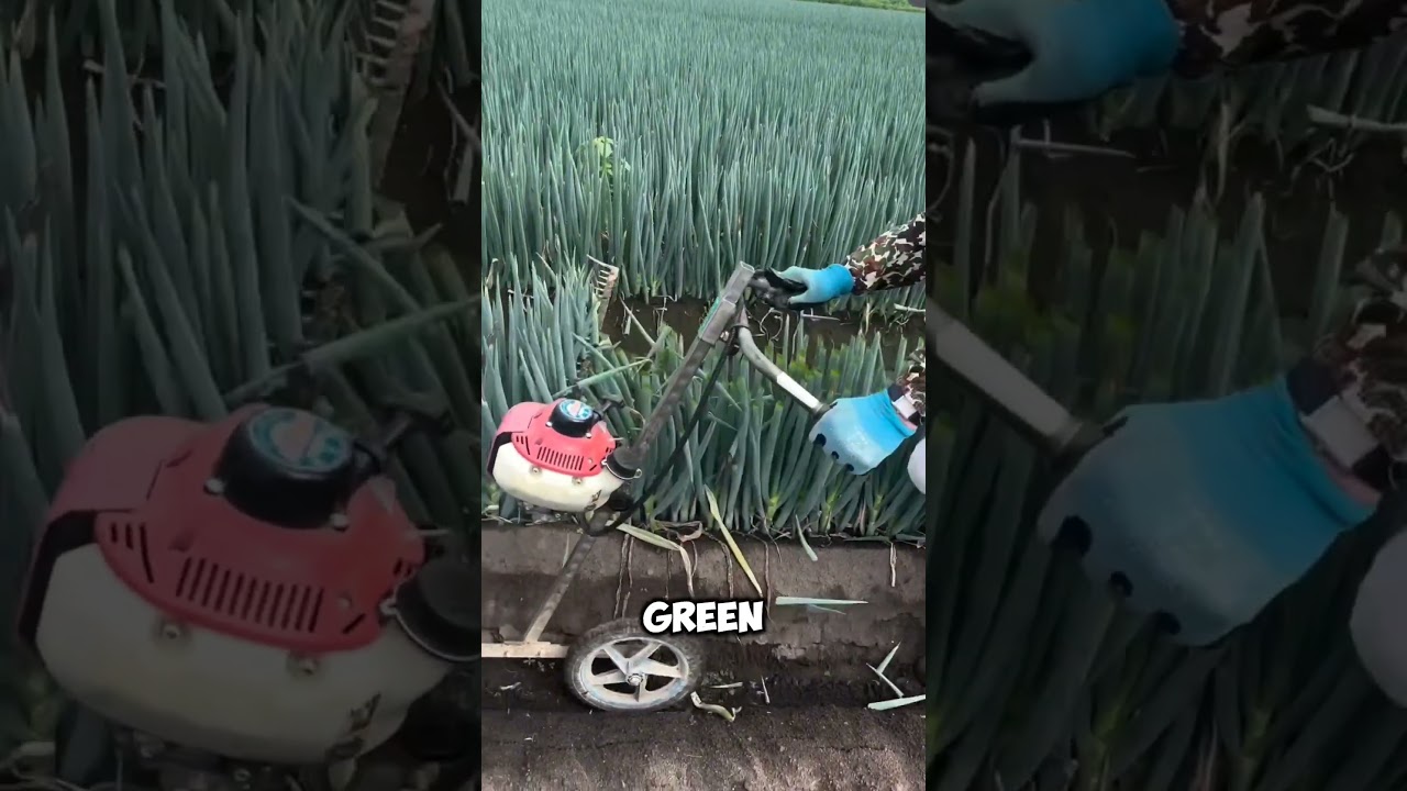 "Smart Farming Tool Revolutionizes Green Onion Harvesting!" 