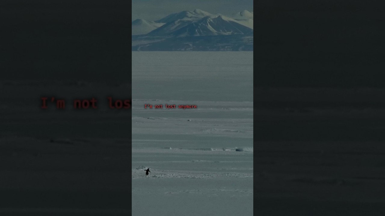 A penguin who turned away from everything familiar and walked alone toward the mountains.