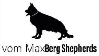Near to heat symptoms in german shepherd dogs