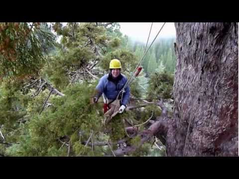 Video: Deň Stromov Urobený Správne: Národné Parky Sequoia A Redwood