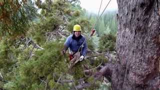 Ground to Crown: Climbing the Giant Sequoia