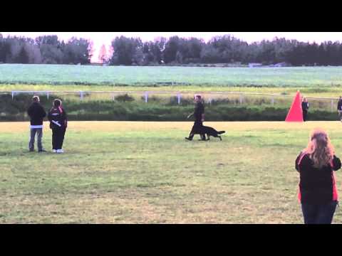 Video of lance collins and haakon ipo