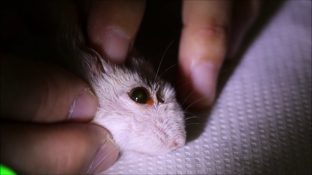 Final Video A dwarf hamster keeps rubbing his right eye for the past 6