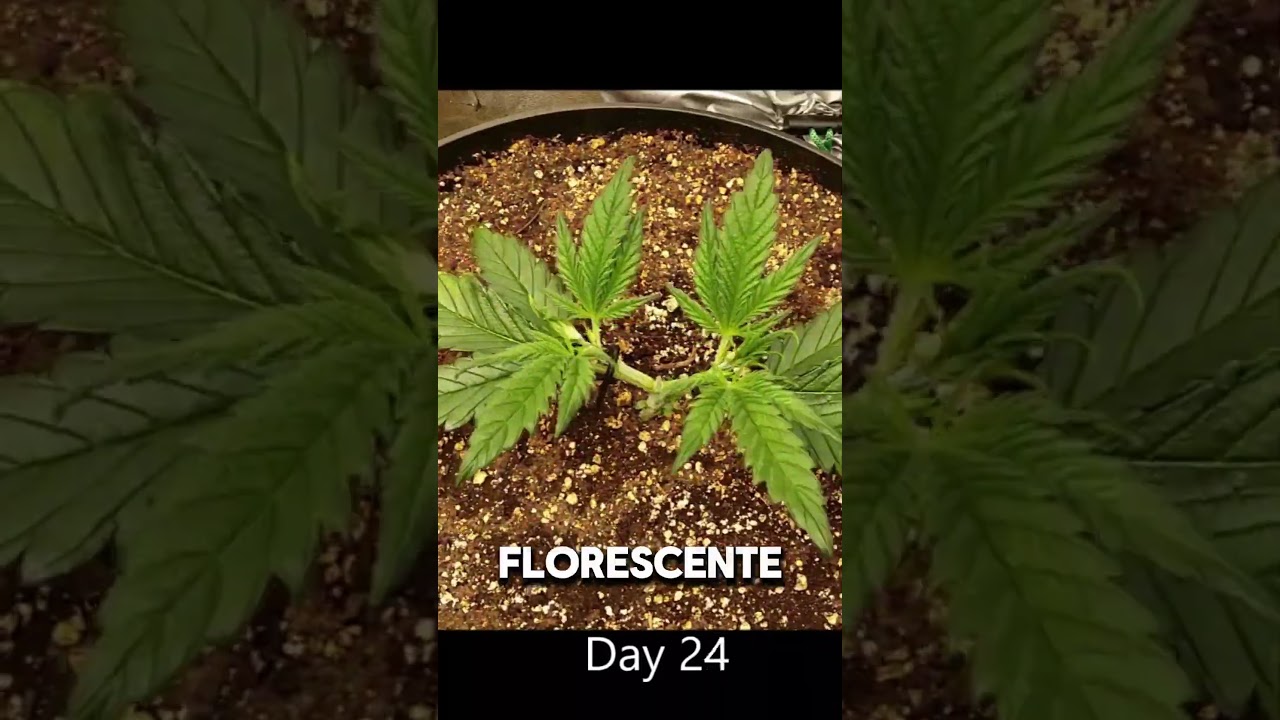 Principais diferenças entre Cannabis automática x Fotoperiódica