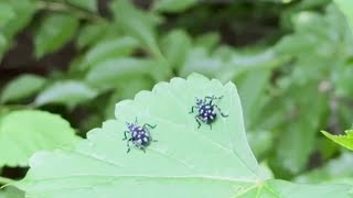 Science 4 Everyone: How to spot the different stages of the spotted lanternfly | NBC4 Washington