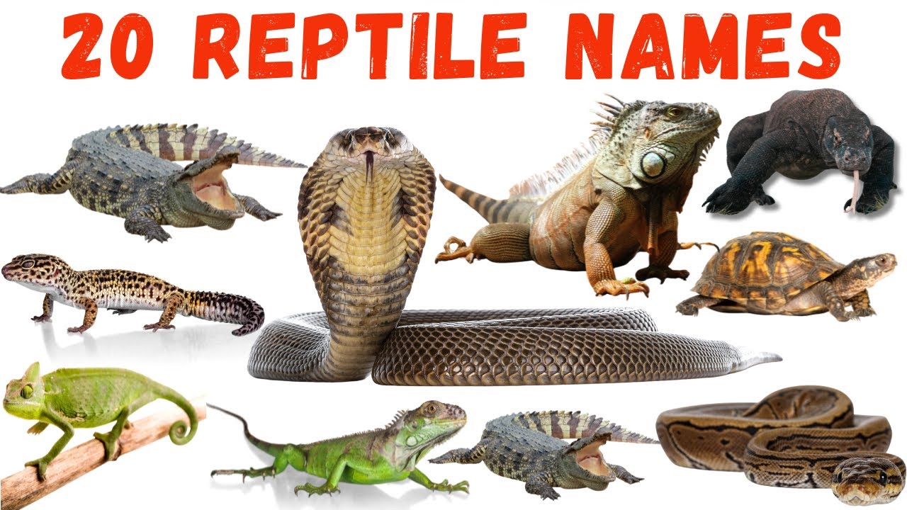 20 Reptiles Name in English | Reptile Animals for Kids | Learn with Pictures & Sounds 