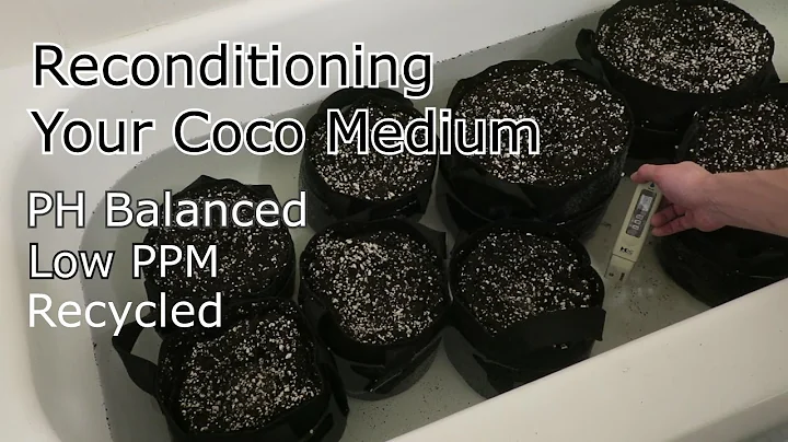 Reciclando seu Meio de Cultivo de Coco