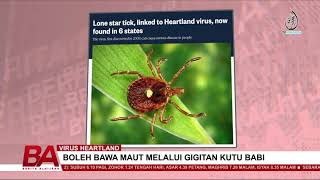 Virus Heartland Boleh Bawa Maut Melalui Gigitan Kutu Babi