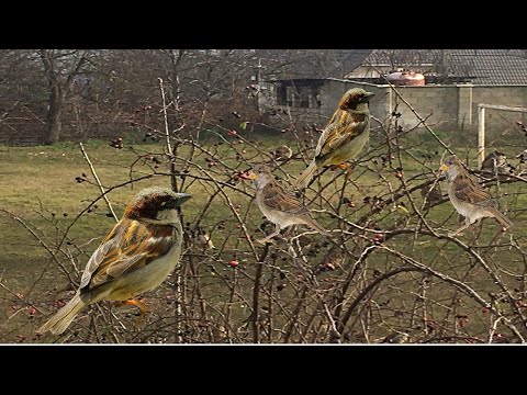 ВОРОБЬИ И ИХ ПОВЕДЕНИЕ!