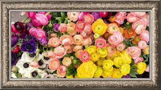 Vibrant Ranunculus Flowers 4K 8H | WallTV Studio