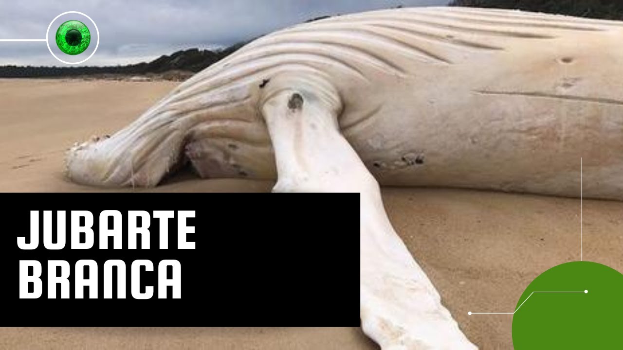 Baleia-jubarte branca extremamente rara é encontrada morta em praia