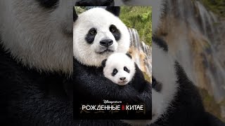 Рожденные в Китае Рожденные в Китае