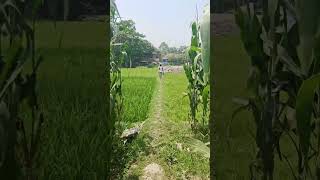 Nature Short #nature #trending #shorts #short #ytshorts #beautiful #youtubeshorts #youtuber