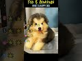 What a happy dog #foryou #funny #pets #funnymoments #cute #dog #puppy #cutedog