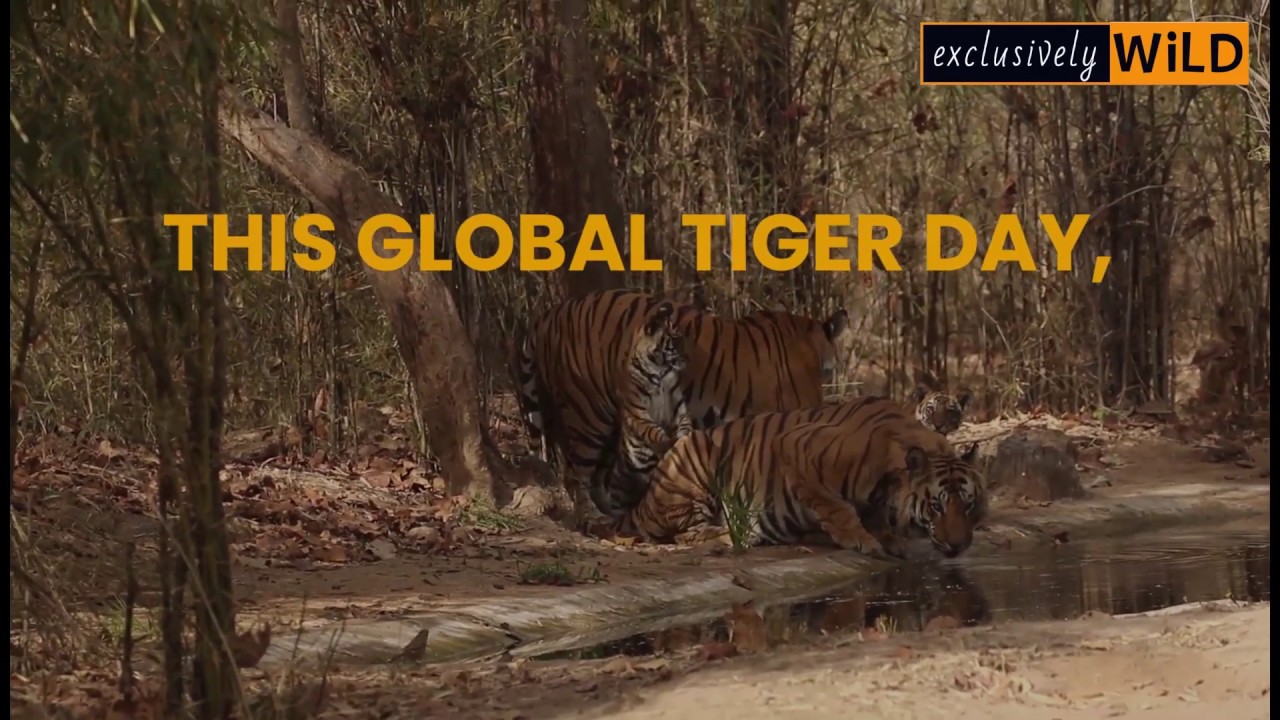 Global Tiger Day 2019 | India