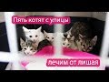 Лишай у котят всё ещё есть. Борьке лучше.