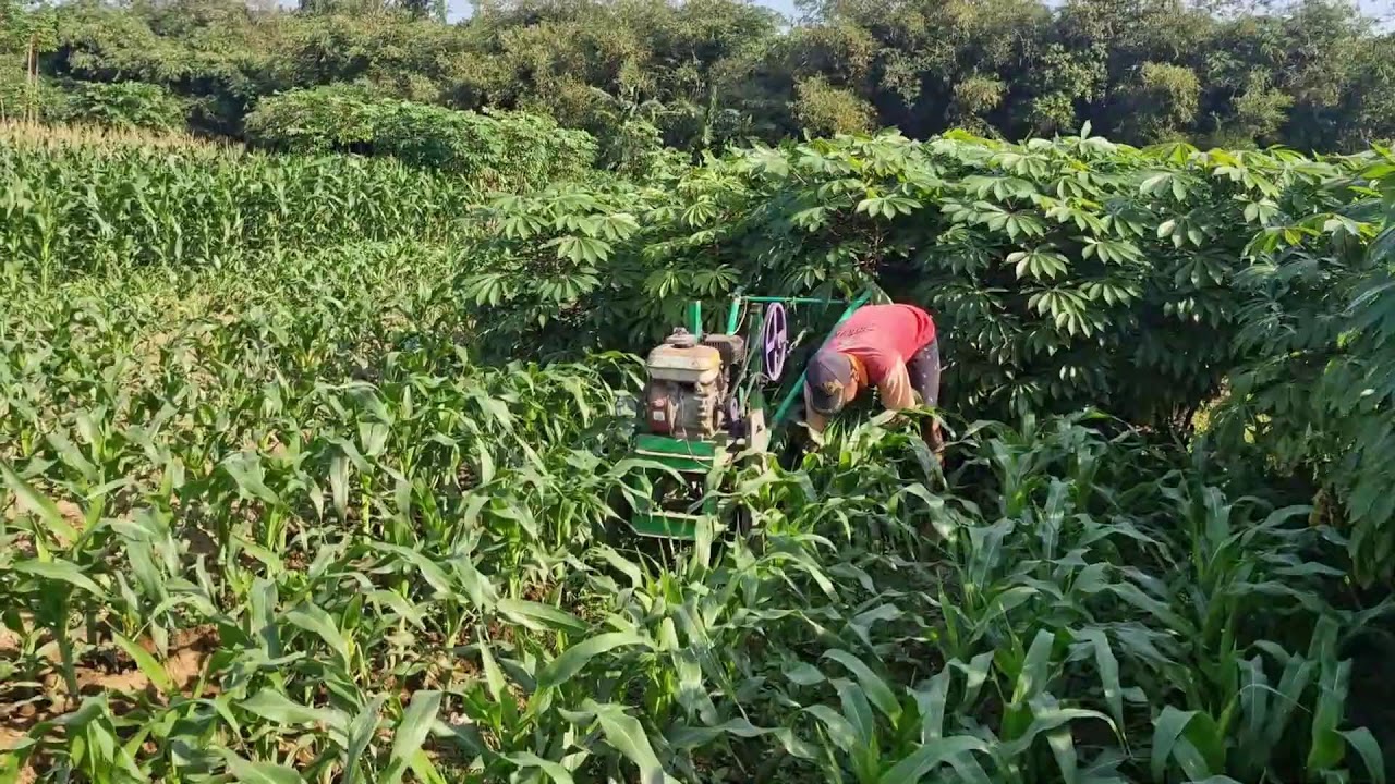 MODERN FARMERS WEDEN PEANUT PLANTS USING SOPHISTICATED TOOLS AND MACHINES - Agriculture Farming