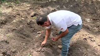 Cómo sembrar camote y su cuido