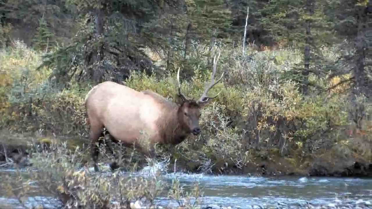 Utah Trophy Bull Elk Hunt (18 yards!) YouTube