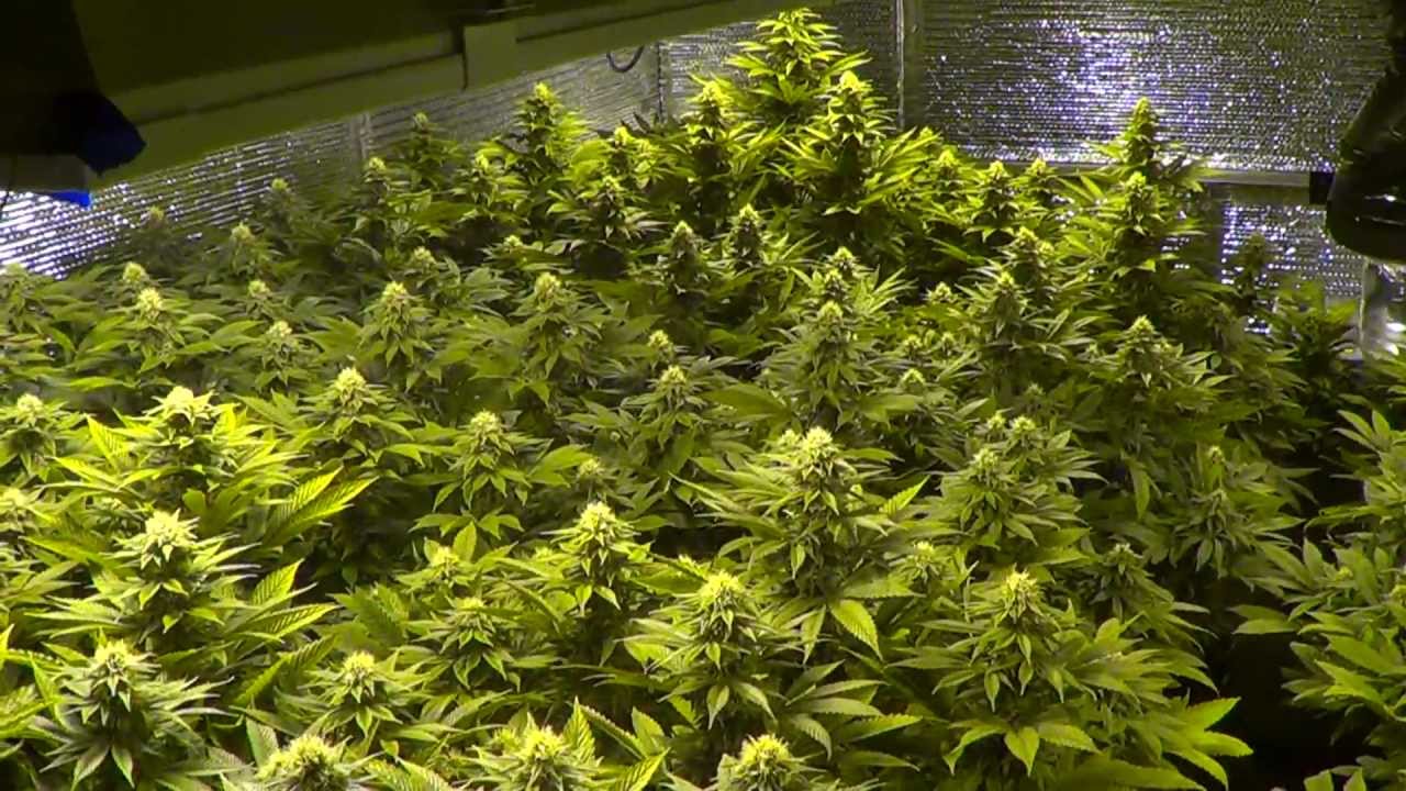 Additional note on I-502. Be responsible!